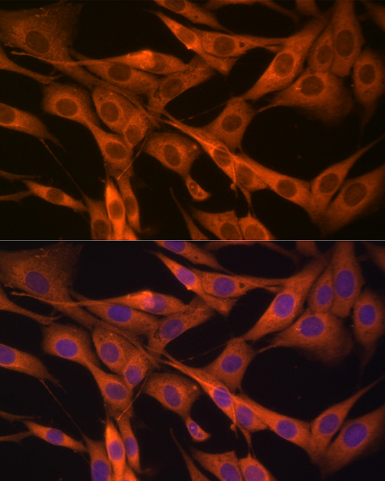 Immunofluorescence analysis of NIH/3T3 cells using HSP70 Polyclonal Antibody at dilution of 1:100 (40x lens). Blue: DAPI for nuclear staining.