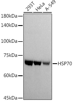 Western blot analysis of extracts of various cell lines using HSP70  Polyclonal Antibody at 1:1000 dilution.