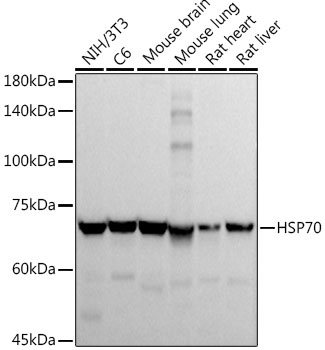 Western blot analysis of extracts of various cell lines using HSP70  Polyclonal Antibody at 1:1000 dilution.