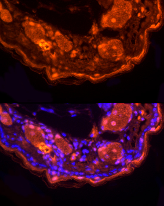 Immunofluorescence analysis of mouse skin using LORICRIN Polyclonal Antibody at dilution of 1:200 (40x lens). Blue: DAPI for nuclear staining.