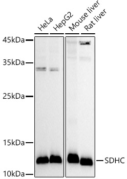 Western blot analysis of extracts of various cell lines using SDHC  Polyclonal Antibody at 1:1000 dilution.