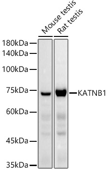 Western blot analysis of extracts of various cell lines using KATNB1 Polyclonal Antibody at 1:1000 dilution.