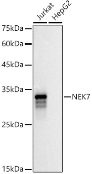 Western blot analysis of extracts of various cell lines using NEK7 Polyclonal Antibody at 1:500 dilution.