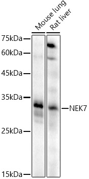 Western blot analysis of extracts of various cell lines using NEK7 Polyclonal Antibody at 1:500 dilution.