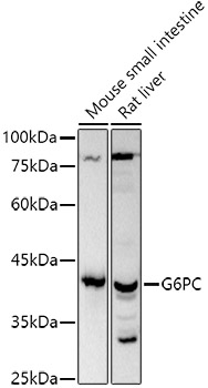 Western blot analysis of extracts of various cell lines using G6PC Polyclonal Antibody at 1:1000 dilution.