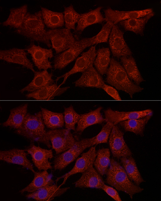 Immunofluorescence analysis of NIH/3T3 cells using SYPL1 Polyclonal Antibody atdilution of 1:50 (40x lens). Blue: DAPI for nuclear staining.