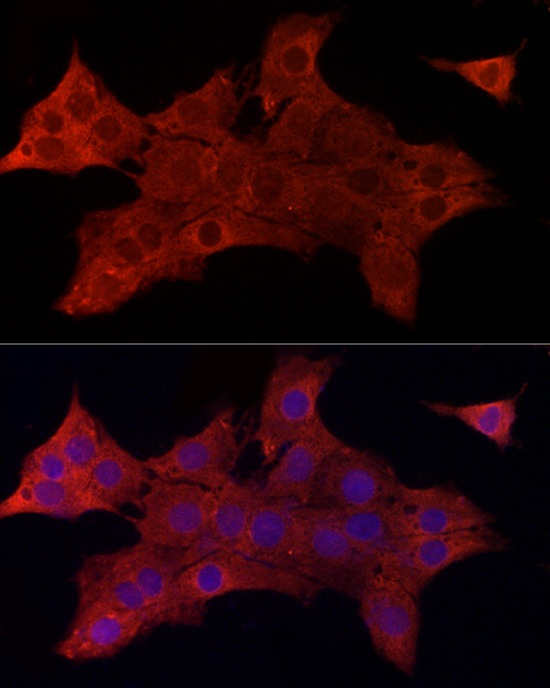 Immunofluorescence analysis of PC-12 cells using SYPL1 Polyclonal Antibody at dilution of 1:50 (40x lens). Blue: DAPI for nuclear staining.