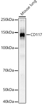 Western blot analysis of extracts of HeLa cells using CD117 Polyclonal Antibody at 1:1000 dilution.