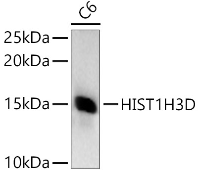 Western blot analysis of extracts of C6 cells using HIST1H3D Polyclonal Antibody at 1:1500 dilution.