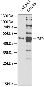 Western blot analysis of extracts of various cell lines using IRF9 Polyclonal Antibody at 1:1000 dilution.