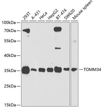 Western blot analysis of extracts of various cell lines using TOMM34 Polyclonal Antibody at 1:1000 dilution.