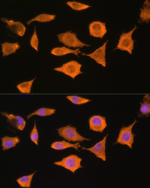 Immunofluorescence analysis of L929 cells using [KO Validated] STRAP Polyclonal Antibody at dilution of 100 (40x lens). Blue: DAPI for nuclear staining.