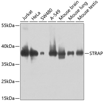 Western blot analysis of extracts of various cell lines using STRAP Polyclonal Antibody at 1:1000 dilution.