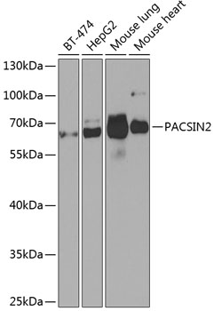 Western blot analysis of extracts of various cell lines using PACSIN2 Polyclonal Antibody at 1:1000 dilution.