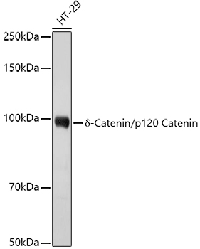 Western blot analysis of extracts of HT-29 cells using δ-Catenin/p120 Catenin Polyclonal Antibody at 1:1000 dilution.