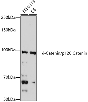 Western blot analysis of extracts of various cell lines using δ-Catenin/p120 Catenin Polyclonal Antibody at 1:1000 dilution.