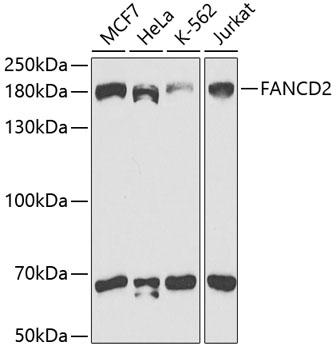 Western blot analysis of extracts of various cell lines using FANCD2 Polyclonal Antibody at 1:1000 dilution.