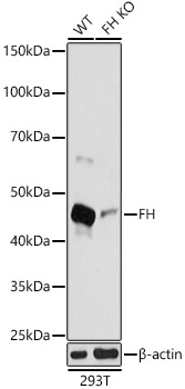 Western blot analysis of extracts from wild type(WT) and FH knockout (KO) 293T(KO) cells, using FH Polyclonal Antibody at 1:1000 dilution.