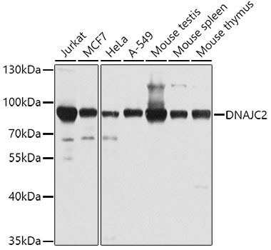 Western blot analysis of extracts of various cell lines using DNAJC2 Polyclonal Antibody at 1:1000 dilution.