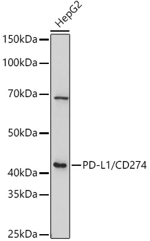 Western blot analysis of extracts of HepG2 cells using PD-L1/CD274 Polyclonal Antibody at 1:1000 dilution.