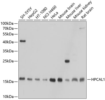 Western blot analysis of extracts of various cell lines using HPCAL1 Polyclonal Antibody at 1:1000 dilution.