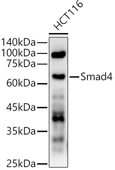 Western blot analysis of HCT116 using Smad4 Polyclonal Antibody at 1:500 dilution.