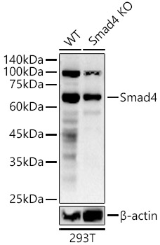 Western blot analysis of extracts from wild type(WT) and Smad4 knockdown (KD) 293T cells using Smad4 Polyclonal Antibody at 1:500 dilution.