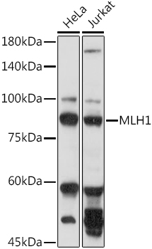 Western blot analysis of extracts of various cell lines using MLH1 Polyclonal Antibody at 1:1000 dilution.