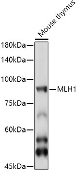 Western blot analysis of extracts of Mouse thymus cells using MLH1 Polyclonal Antibody at 1:1000 dilution.