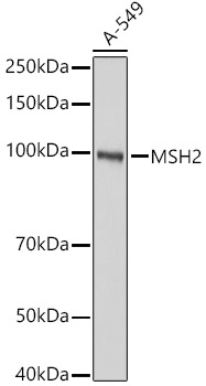 Western blot analysis of A-549 using MSH2 Polyclonal Antibody at 1:1000 dilution.