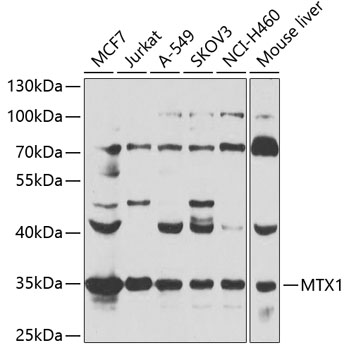 Western blot analysis of extracts of various cell lines using MTX1 Polyclonal Antibody at 1:1000 dilution.