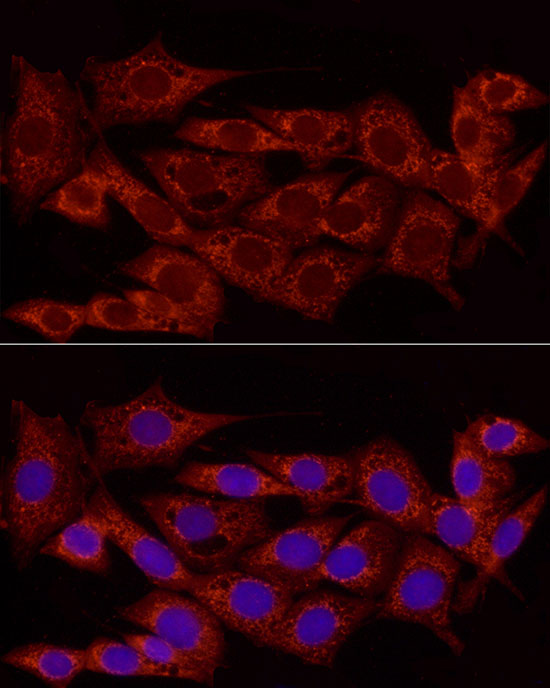 Immunofluorescence analysis of NIH/3T3 cells using [KO Validated] NDUFS5 Polyclonal Antibody at dilution of 1:100 (40x lens). Blue: DAPI for nuclear staining.