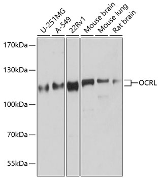 Western blot analysis of extracts of various cell lines using OCRL Polyclonal Antibody at 1:1000 dilution.