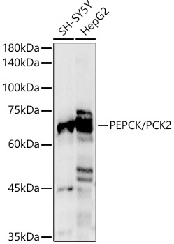 Western blot analysis of various lysates using PEPCK/PCK2 Polyclonal Antibody at 1:1000 dilution.