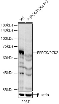 Western blot analysis of extracts from wild type(WT) and PEPCK/PCK2 knockout (KO) 293T cells using PEPCK/PCK2 Polyclonal Antibody at 1:1000 dilution.