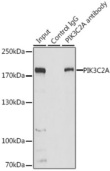 Immunoprecipitation analysis of 200ug extracts of HeLa cells using 3 ug PIK3C2A Polyclonal Antibody. Western blot was performed from the immunoprecipitate using PIK3C2A Polyclonal Antibody at a dilution of 1:1000.