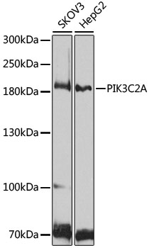 Western blot analysis of extracts of various cell lines using PIK3C2A Polyclonal Antibody at 1:1000 dilution.