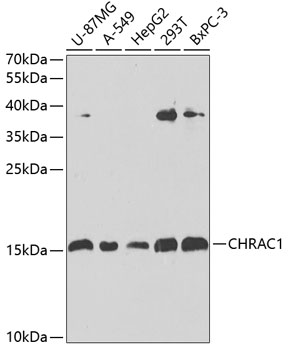 Western blot analysis of extracts of various cell lines using CHRAC1 Polyclonal Antibody at 1:1000 dilution.