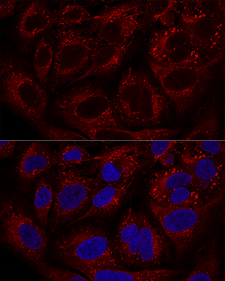 Confocal immunofluorescence analysis of U2OS cells using LAMTOR1 Polyclonal Antibody at dilution of 1:100. Blue: DAPI for nuclear staining.