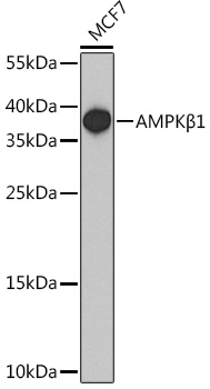 Western blot analysis of extracts of MCF7 cells using AMPKβ1 Polyclonal Antibody at1:1000 dilution.