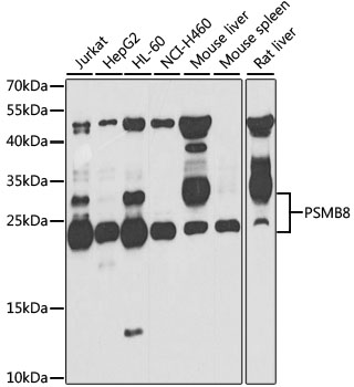 Western blot analysis of extracts of various cell lines using PSMB8 Polyclonal Antibody at 1:1000 dilution.