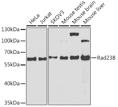 Western blot analysis of extracts of various cell lines using Rad23B Polyclonal Antibody at 1:1000 dilution.