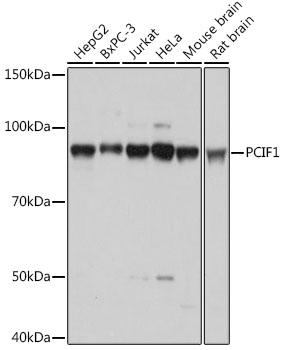 Western blot analysis of extracts of various cell lines using PCIF1 Polyclonal Antibody at 1:1000 dilution.