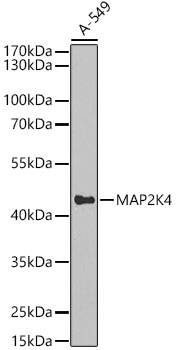 Western blot analysis of A-549 using MAP2K4 Polyclonal Antibody at 1:1000 dilution.