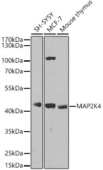 Western blot analysis of various lysates using MAP2K4 Polyclonal Antibody at 1:1000 dilution.