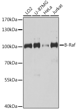 Western blot analysis of extracts of various cell lines using B-Raf Polyclonal Antibody at 1:1000 dilution.