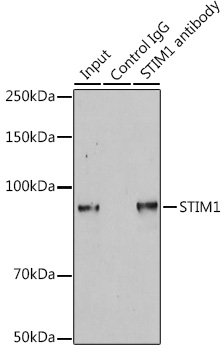 Immunoprecipitation analysis of 200ug extracts of HeLa cells using 3ug STIM1 Polyclonal Antibody.Western blot was performed from the immunoprecipitate using STIM1 Polyclonal Antibody at a dilution of 1:1000.