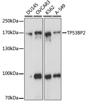 Western blot analysis of extracts of various cell lines using TP53BP2 Polyclonal Antibody at 1:1000 dilution.