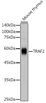 Western blot analysis of extracts of mouse thymus using TRAF2 Polyclonal Antibody at 1:1000 dilution.