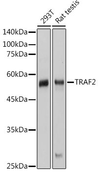 Western blot analysis of extracts of various cell lines using TRAF2 Polyclonal Antibody at 1:1000 dilution.